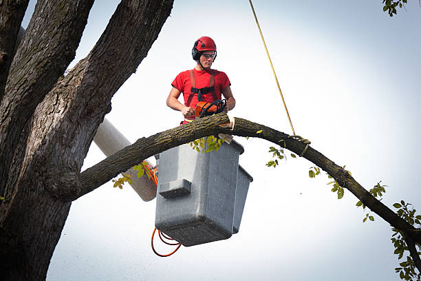 Professional  Tree Services in Elm Grove, WI