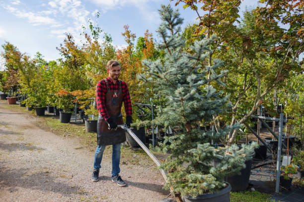 How Our Tree Care Process Works  in  Elm Grove, WI